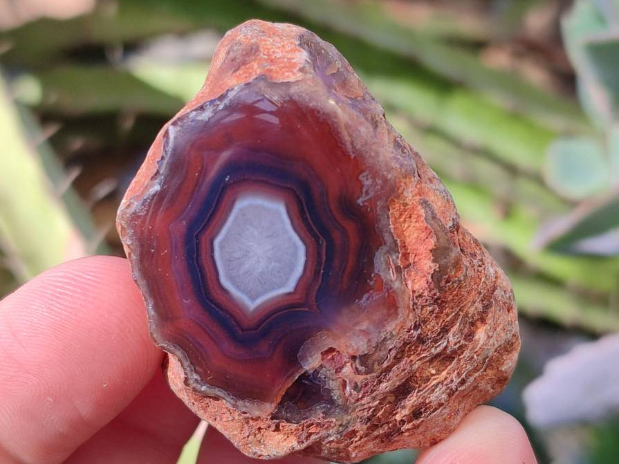 Polished On One Side Red Sashe River Agate Nodules x 20 From Zimbabwe - Toprock Gemstones and Minerals 