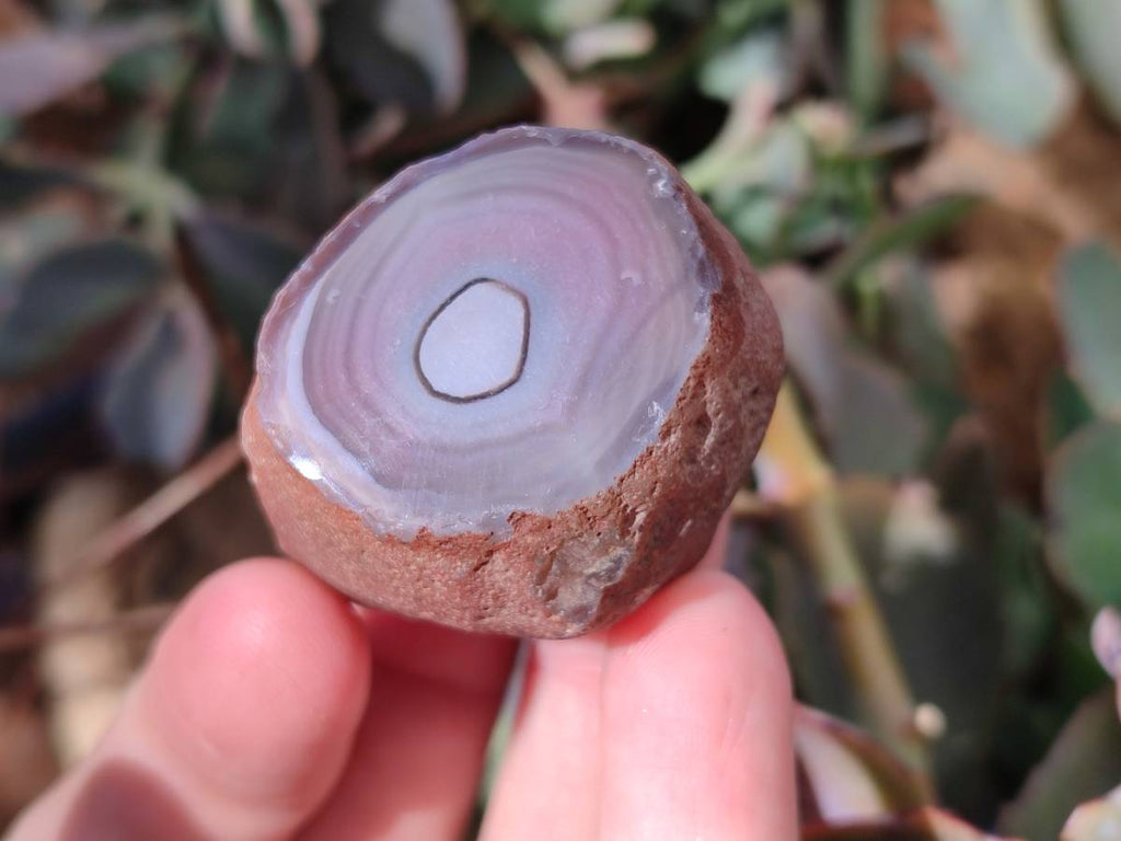 Polished On One Side Red Sashe River Agate Nodules x 20 From Zimbabwe - Toprock Gemstones and Minerals 