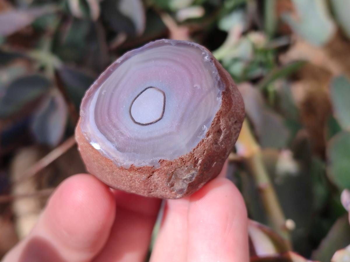 Polished On One Side Red Sashe River Agate Nodules x 20 From Zimbabwe - Toprock Gemstones and Minerals 