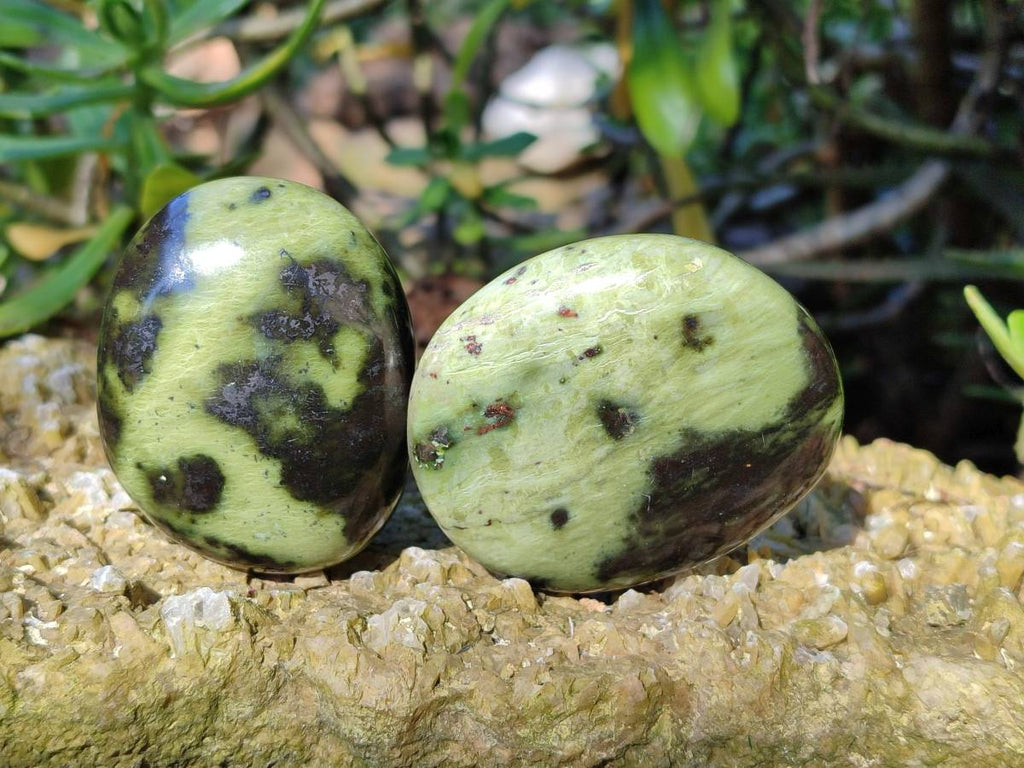 Polished Leopard Stone Free Forms x 13 From Nyanga, Zimbabwe - Toprock Gemstones and Minerals 