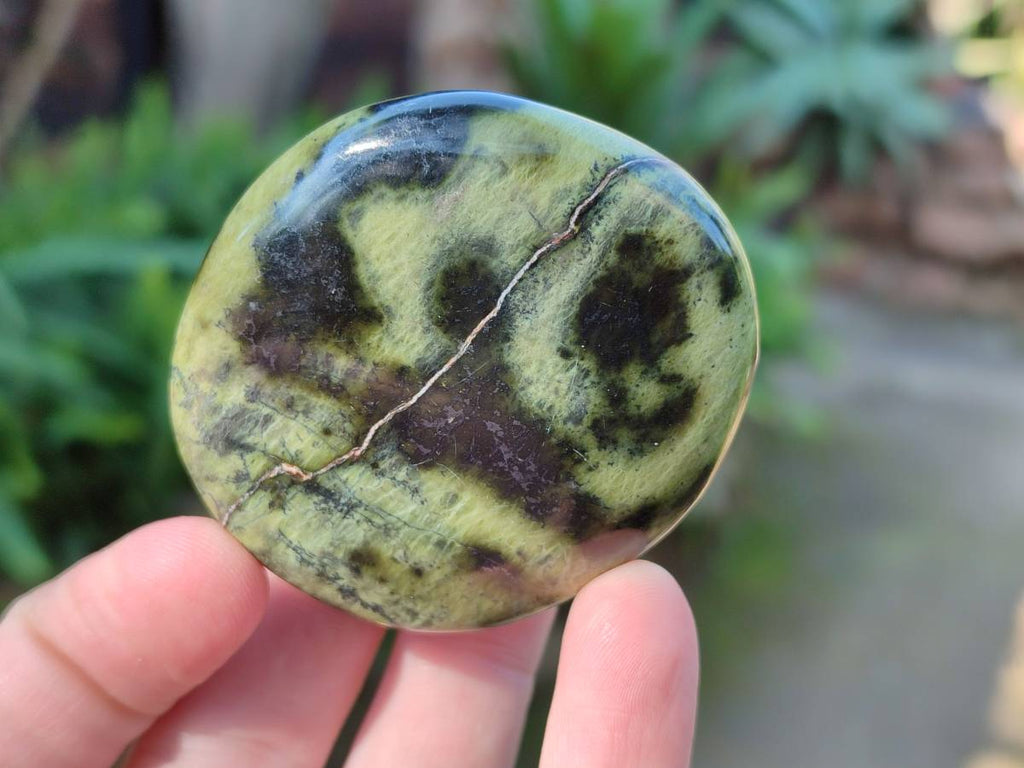 Polished Leopard Stone Free Forms x 13 From Nyanga, Zimbabwe - Toprock Gemstones and Minerals 