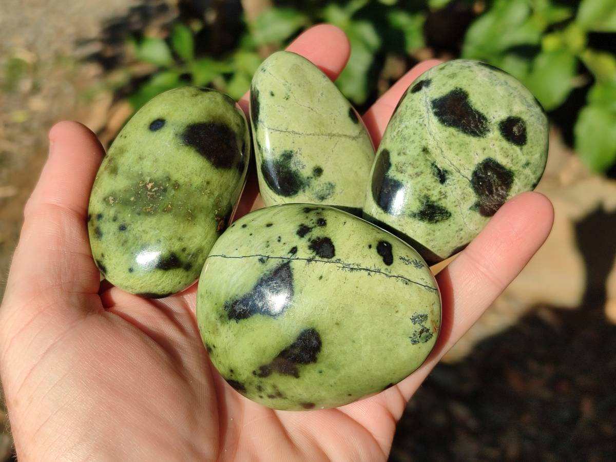 Polished Leopard Stone Free Forms x 13 From Nyanga, Zimbabwe - Toprock Gemstones and Minerals 