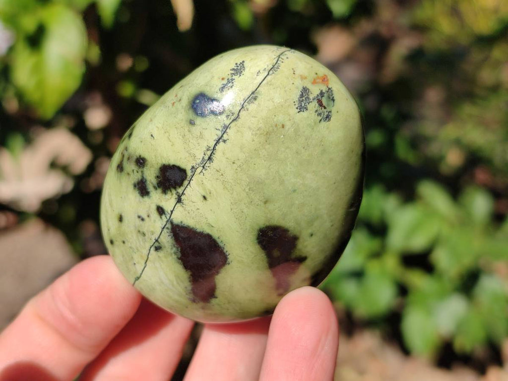 Polished Leopard Stone Free Forms x 13 From Nyanga, Zimbabwe - Toprock Gemstones and Minerals 