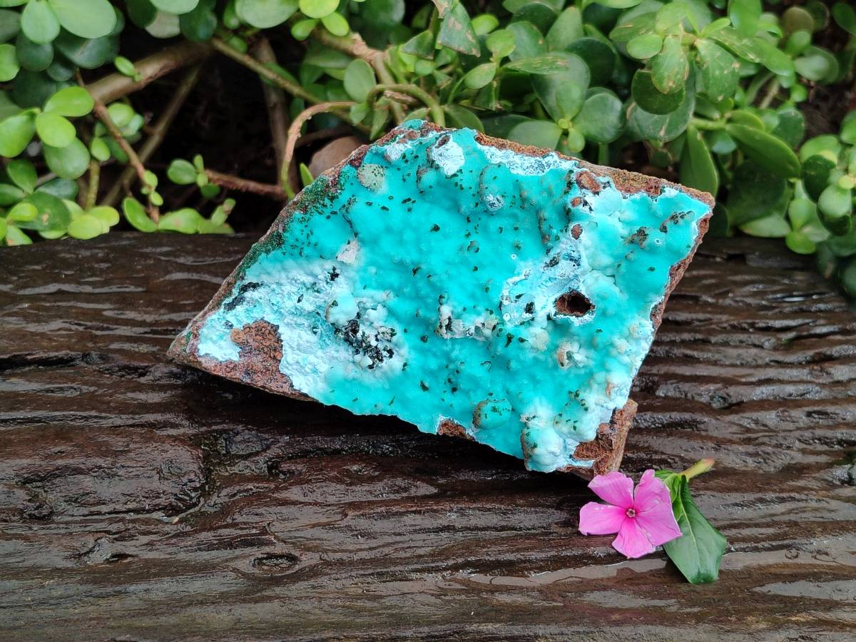 Natural Drusy Coated Chrysocolla with Malachite x 1 From Lupoto Mine, Congo - Toprock Gemstones and Minerals 