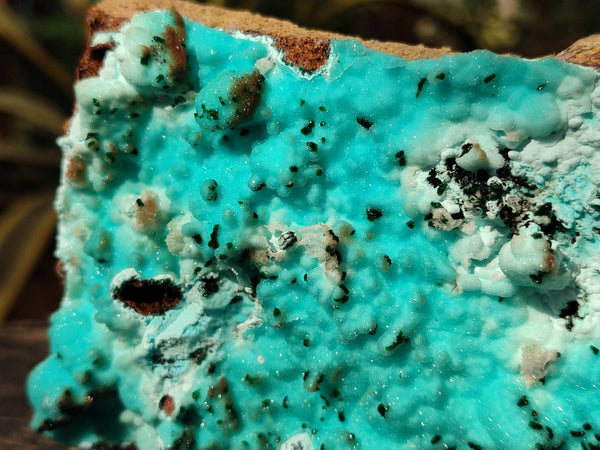 Natural Drusy Coated Chrysocolla with Malachite x 1 From Lupoto Mine, Congo