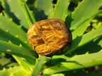Polished Tiger's Eye Tumbled Stones x 35 From Prieska, South Africa - Toprock Gemstones and Minerals 