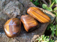 Polished Tiger's Eye Tumbled Stones x 35 From Prieska, South Africa - Toprock Gemstones and Minerals 