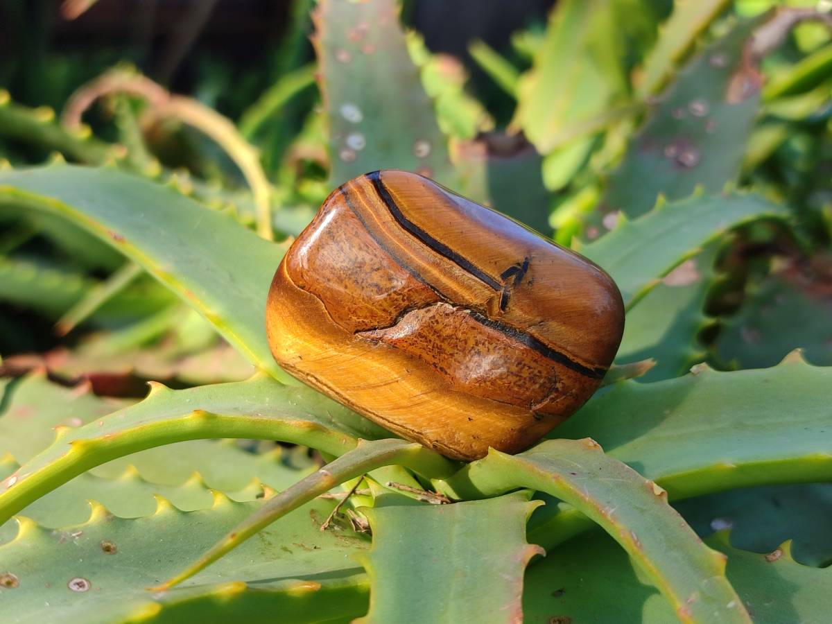 Polished Tiger's Eye Tumbled Stones x 35 From Prieska, South Africa - Toprock Gemstones and Minerals 