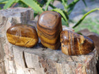 Polished Tiger's Eye Tumbled Stones x 35 From Prieska, South Africa - Toprock Gemstones and Minerals 