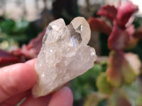 Natural Phantom Cascading Smokey Quartz Crystals x 40 From Luena, Congo - Toprock Gemstones and Minerals 