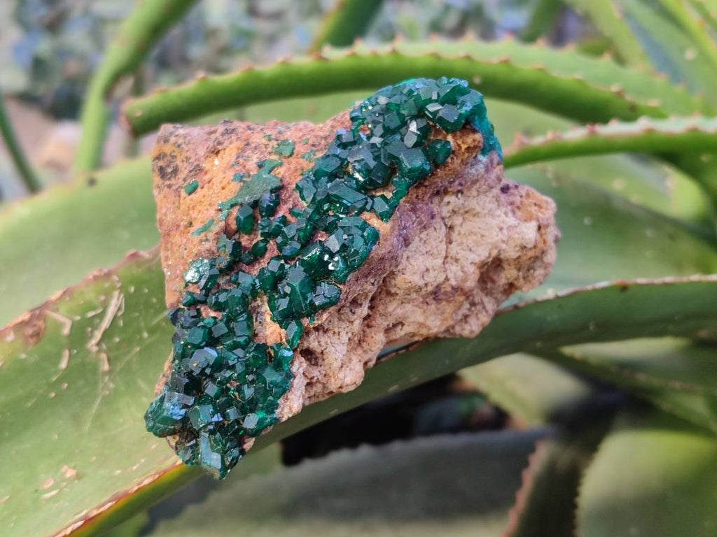 Natural Dioptase on Dolomite Matrix Specimens x 2 From Likasi, Congo - Toprock Gemstones and Minerals 