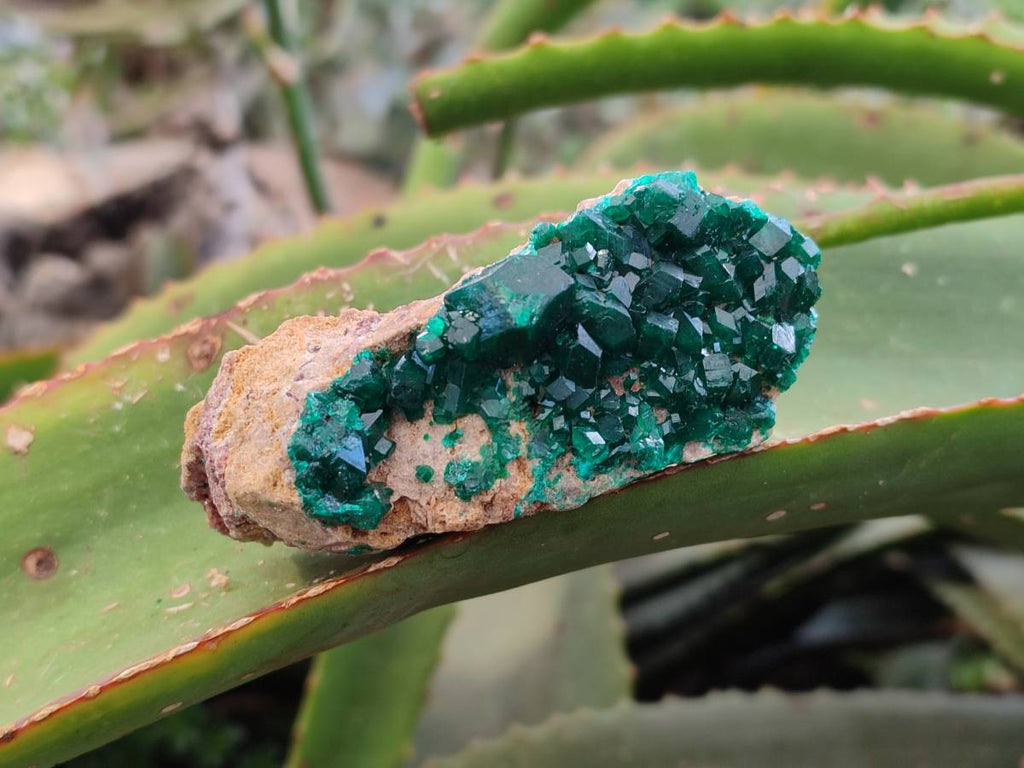 Natural Dioptase on Dolomite Matrix Specimens x 6 From Likasi, Congo - Toprock Gemstones and Minerals 