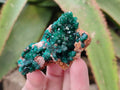 Natural Dioptase on Dolomite Matrix Specimens x 6 From Likasi, Congo - Toprock Gemstones and Minerals 