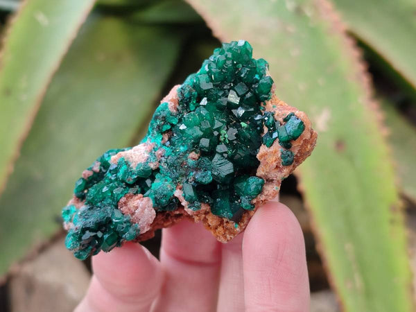 Natural Dioptase on Dolomite Matrix Specimens x 6 From Likasi, Congo