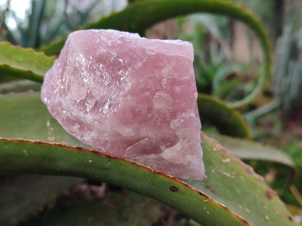 Natural Pink Rose Quartz Cobbed Specimens x 24 From North Cape, South Africa - Toprock Gemstones and Minerals 