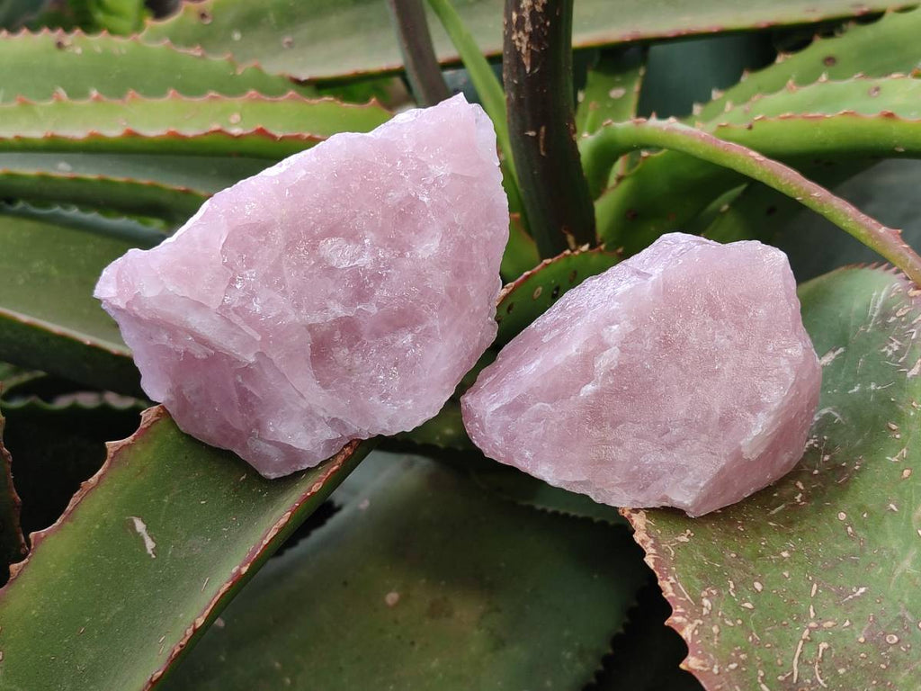 Natural Pink Rose Quartz Cobbed Specimens x 24 From North Cape, South Africa - Toprock Gemstones and Minerals 