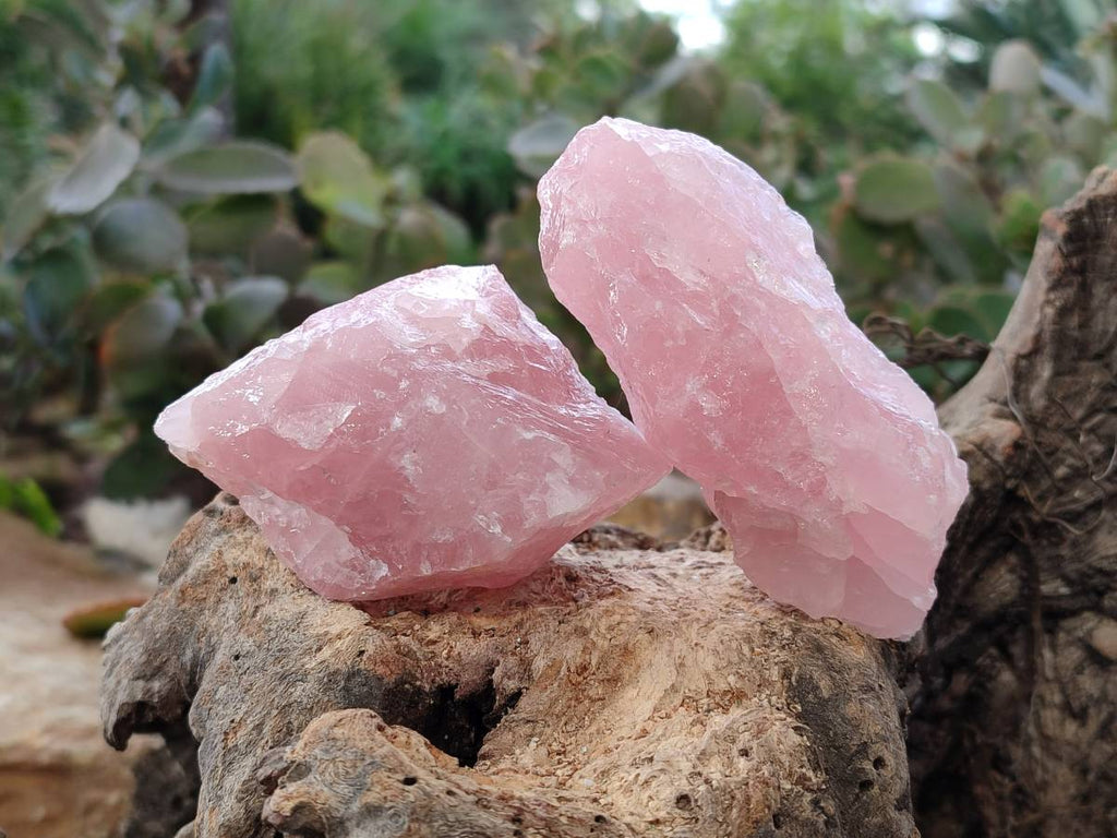 Natural Pink Rose Quartz Cobbed Specimens x 24 From North Cape, South Africa - Toprock Gemstones and Minerals 