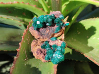Natural Dioptase on Dolomite Matrix Specimens x 12 From Likasi, Congo - Toprock Gemstones and Minerals 