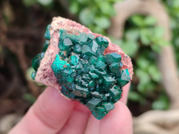 Natural Dioptase on Dolomite Matrix Specimens x 12 From Likasi, Congo