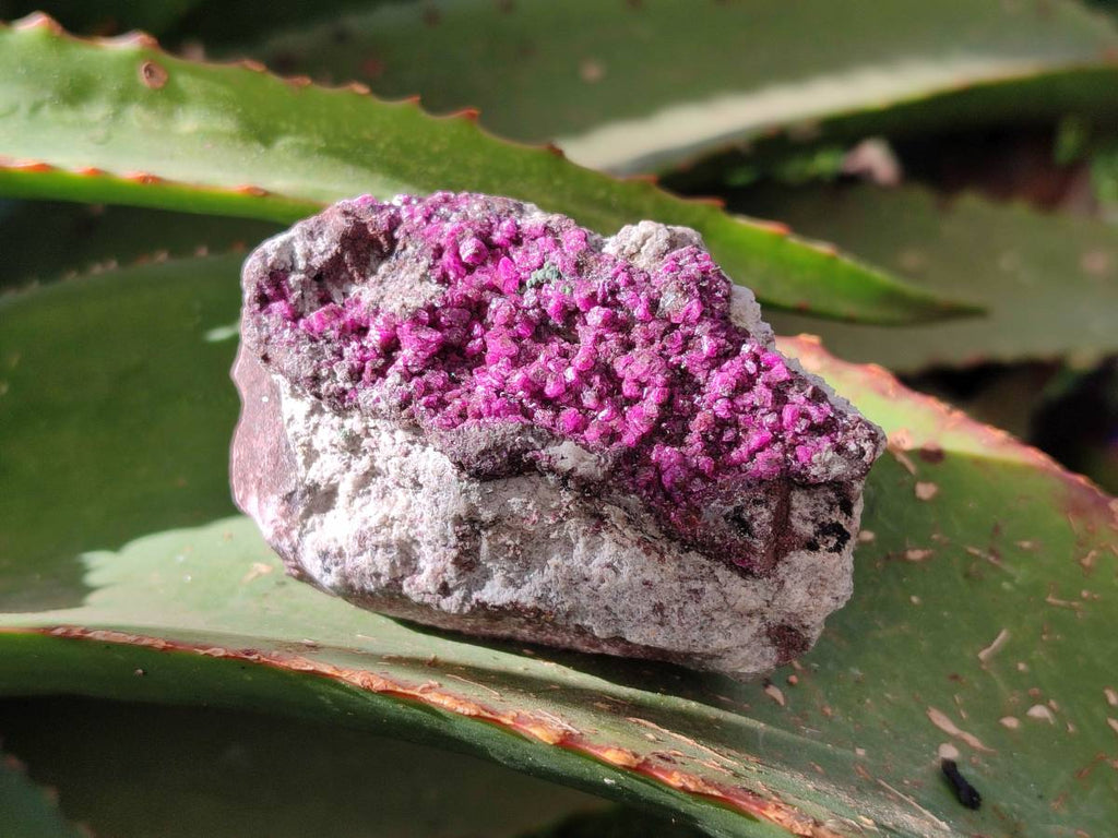 Natural Drusy Salrose on Dolomite Matrix Specimens x 12 From Kakanda, Congo - Toprock Gemstones and Minerals 