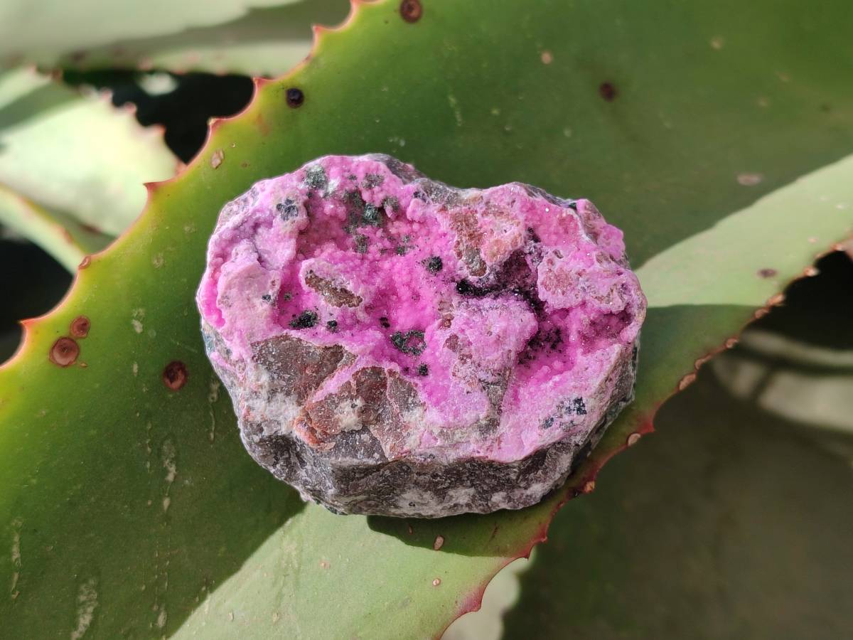 Natural Drusy Salrose on Dolomite Matrix Specimens x 12 From Kakanda, Congo - Toprock Gemstones and Minerals 