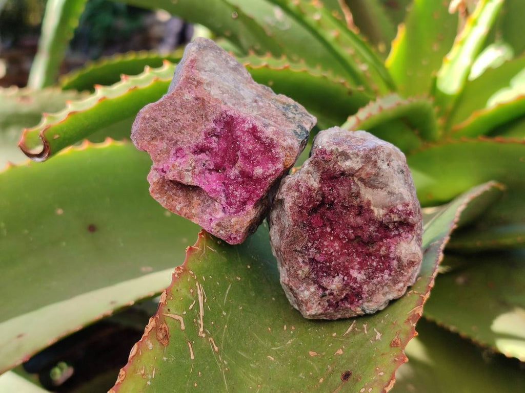 Natural Drusy Salrose on Dolomite Matrix Specimens x 12 From Kakanda, Congo - Toprock Gemstones and Minerals 