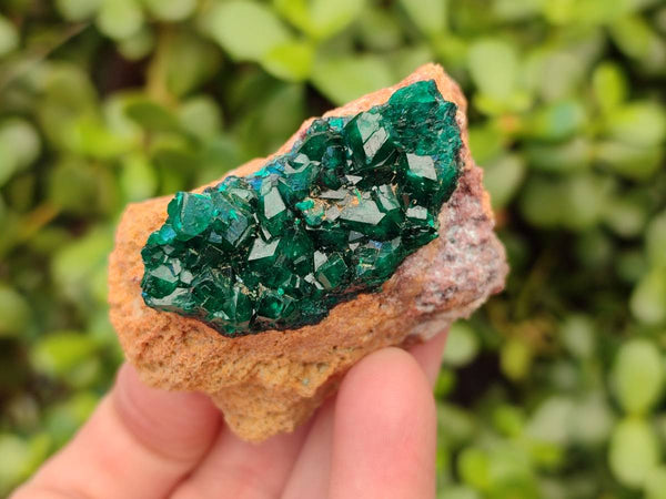 Natural Dioptase on Dolomite Matrix Specimens x 6 From Likasi, Congo