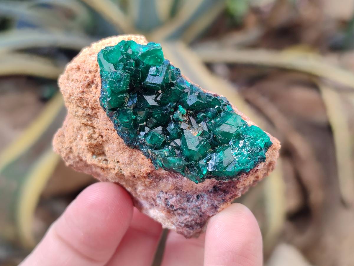 Natural Dioptase on Dolomite Matrix Specimens x 6 From Likasi, Congo - Toprock Gemstones and Minerals 