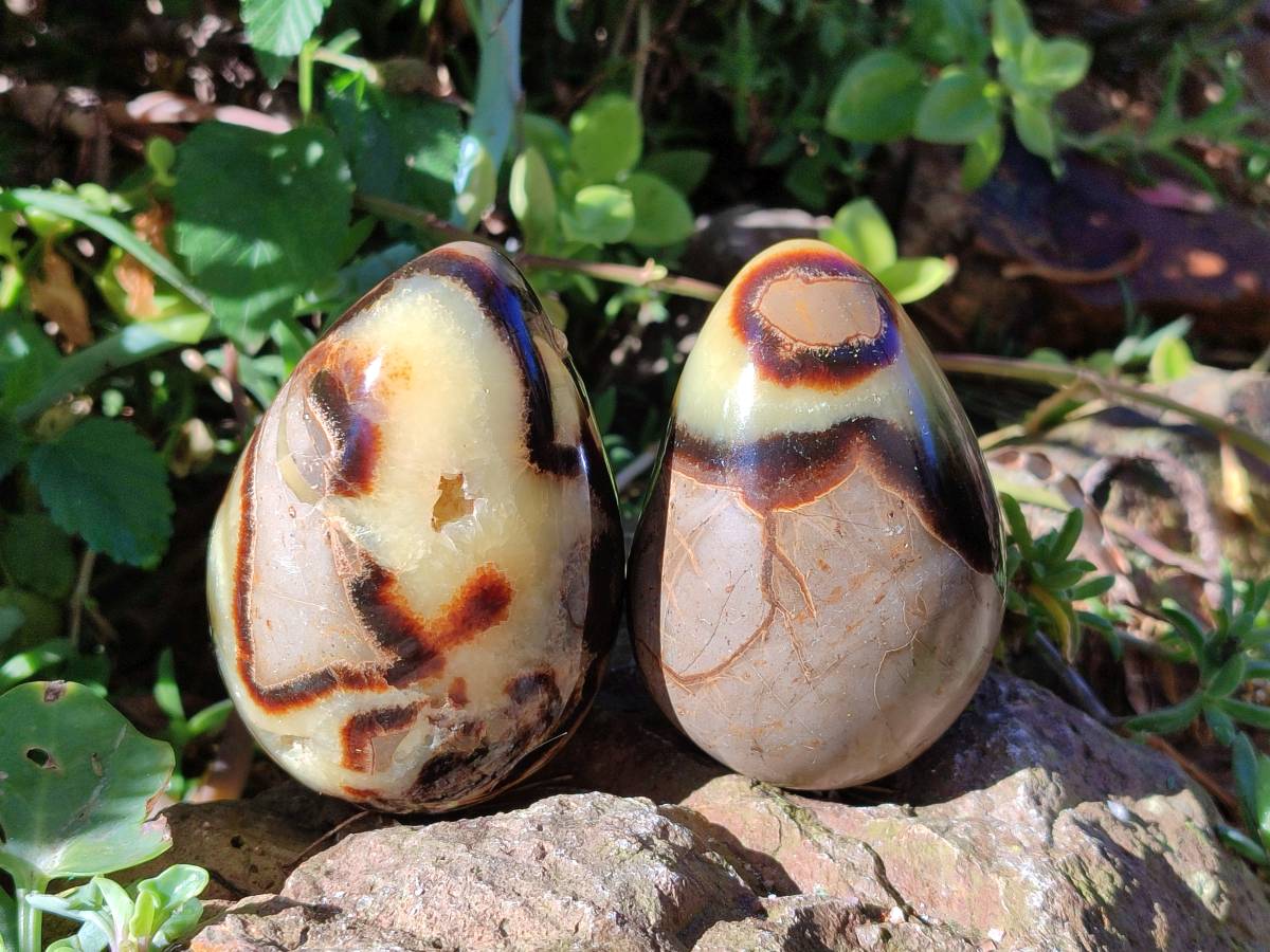 Polished Fossilized Septerye Eggs x 3 From Mahajanga, Madagascar - Toprock Gemstones and Minerals 