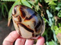 Polished Fossilized Septerye Eggs x 3 From Mahajanga, Madagascar - Toprock Gemstones and Minerals 