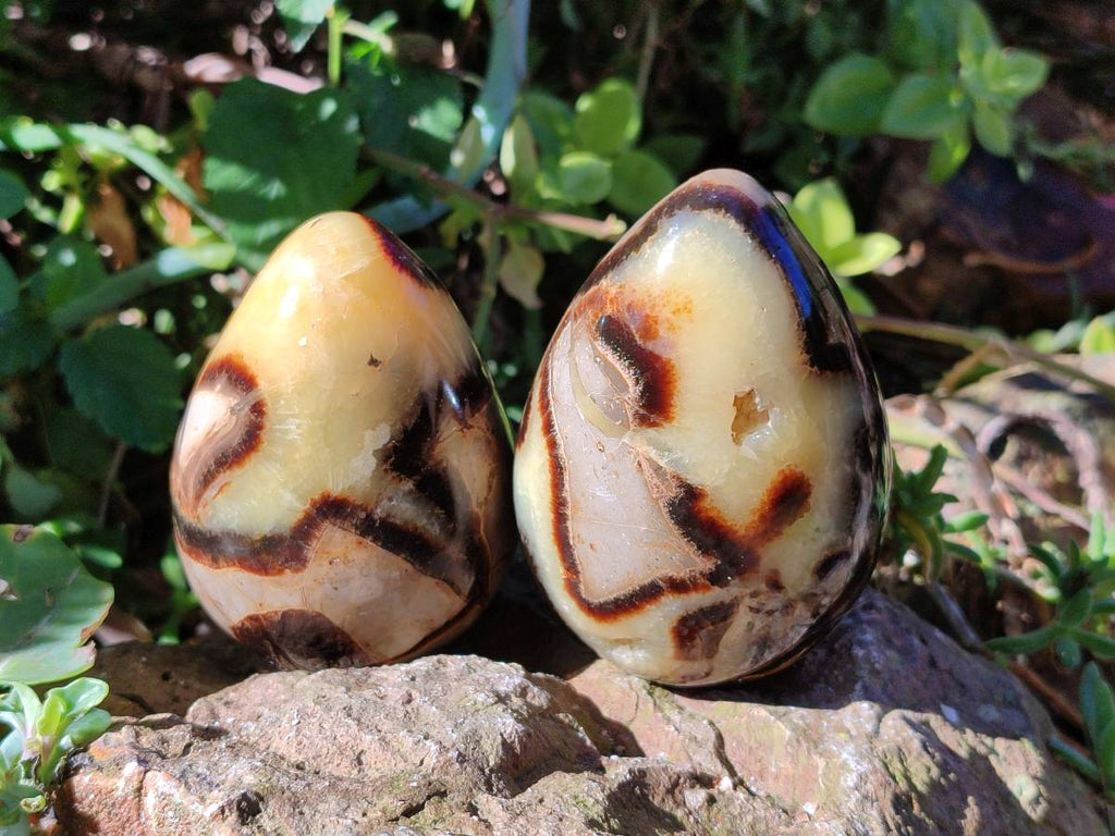 Polished Fossilized Septerye Eggs x 3 From Mahajanga, Madagascar - Toprock Gemstones and Minerals 