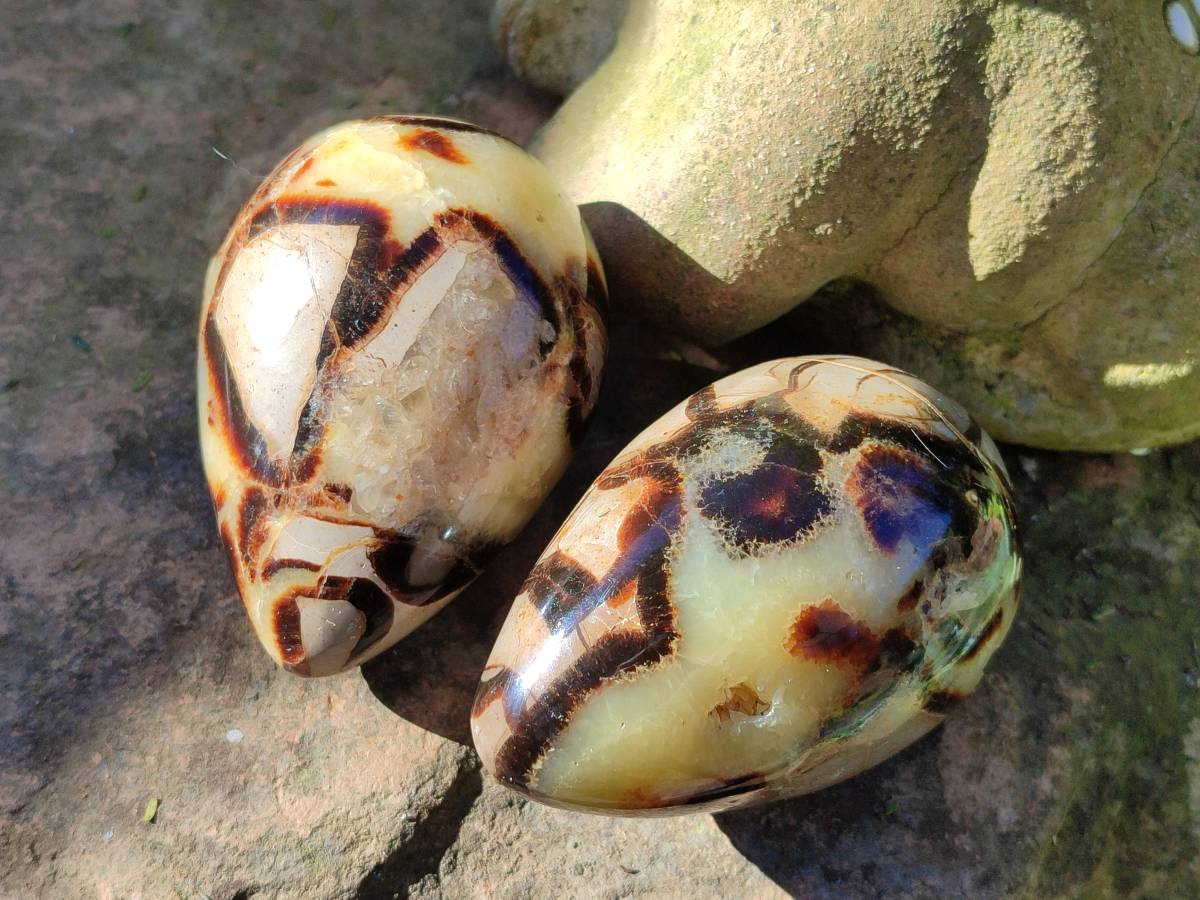 Polished Fossilized Septerye Eggs x 3 From Mahajanga, Madagascar - Toprock Gemstones and Minerals 