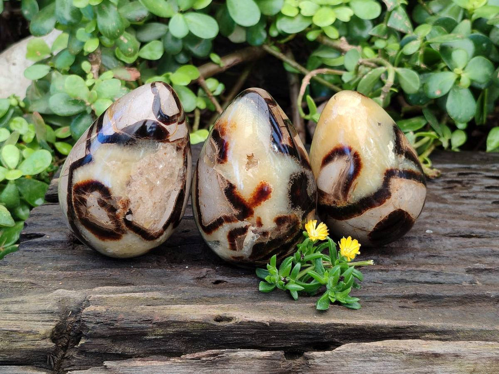 Polished Fossilized Septerye Eggs x 3 From Mahajanga, Madagascar - Toprock Gemstones and Minerals 