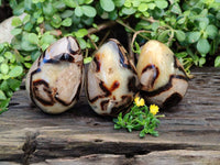 Polished Fossilized Septerye Eggs x 3 From Mahajanga, Madagascar - Toprock Gemstones and Minerals 