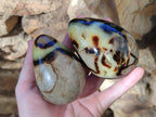 Polished Fossilized Septerye Eggs x 3 From Mahajanga, Madagascar - Toprock Gemstones and Minerals 