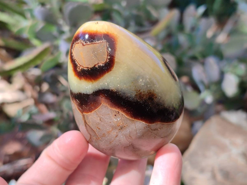 Polished Fossilized Septerye Eggs x 3 From Mahajanga, Madagascar - Toprock Gemstones and Minerals 