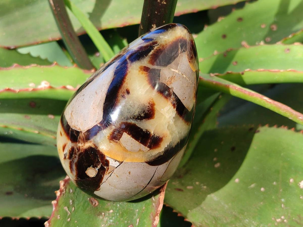 Polished Fossilized Septerye Eggs x 3 From Mahajanga, Madagascar - Toprock Gemstones and Minerals 