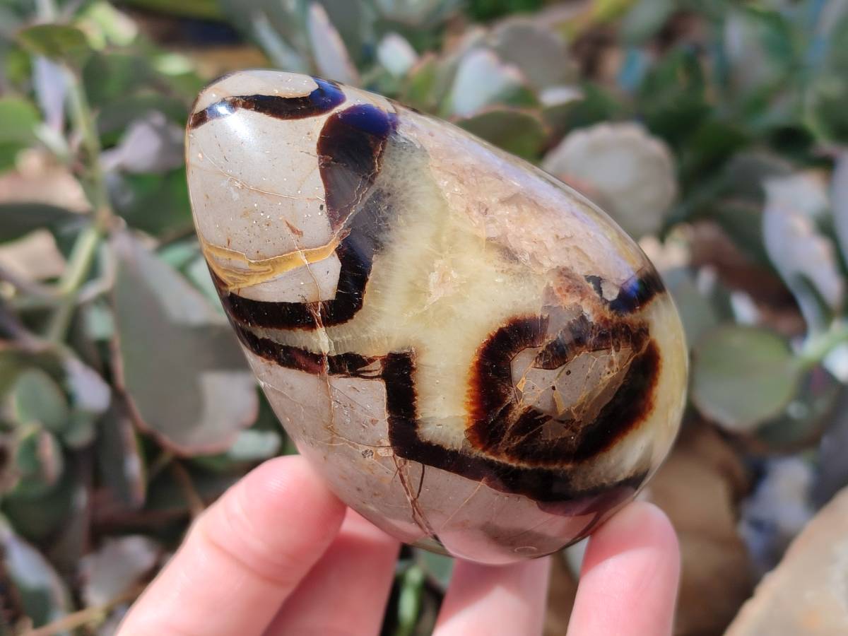 Polished Fossilized Septerye Eggs x 3 From Mahajanga, Madagascar - Toprock Gemstones and Minerals 