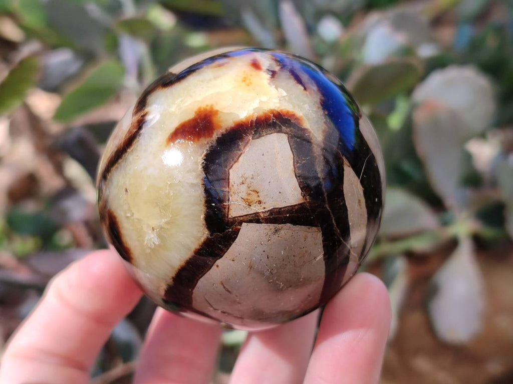 Polished Fossilized Septerye Eggs x 3 From Mahajanga, Madagascar - Toprock Gemstones and Minerals 