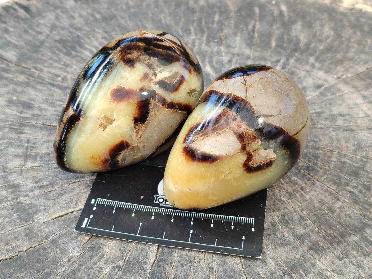Polished Fossilized Septerye Eggs x 3 From Mahajanga, Madagascar - Toprock Gemstones and Minerals 