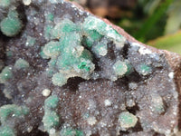 Natural Ball Malachite On Dolomite Matrix Specimen x 1 From Kambove, Congo