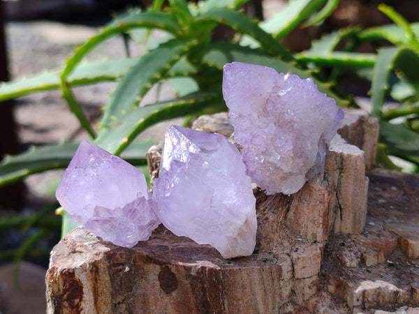 Natural Amethyst Spirit Quartz Crystals x 35 From Boekenhouthoek, South Africa