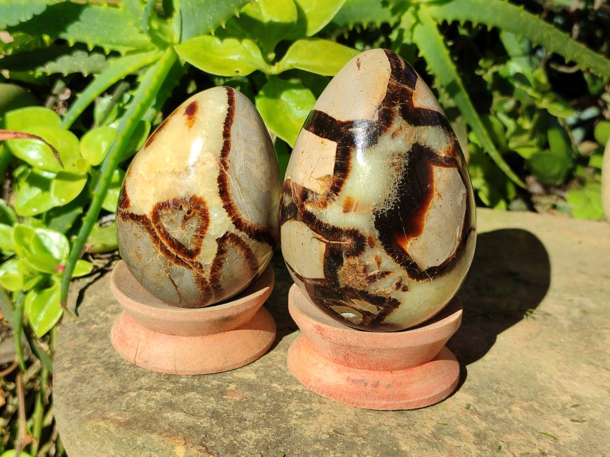 Polished Fossilized Septerye Eggs x 3 From Mahajanga, Madagascar - Toprock Gemstones and Minerals 