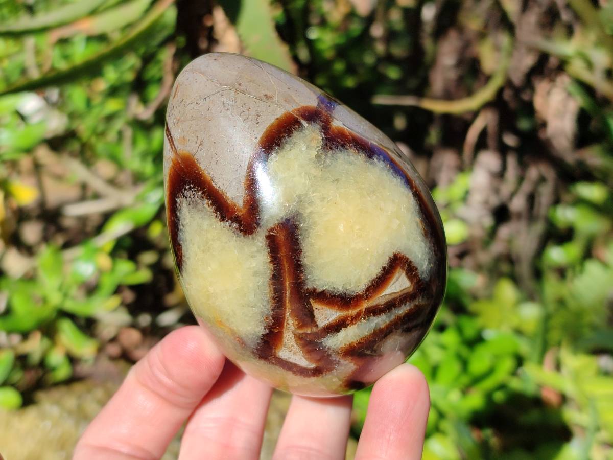 Polished Fossilized Septerye Eggs x 3 From Mahajanga, Madagascar - Toprock Gemstones and Minerals 