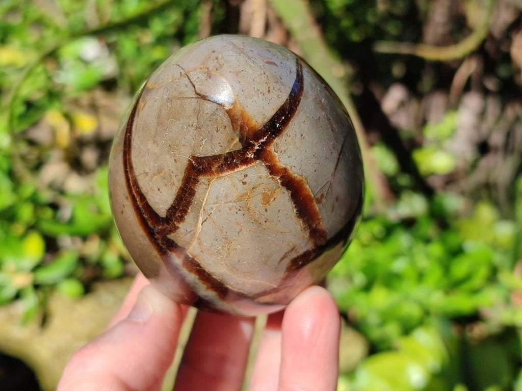Polished Fossilized Septerye Eggs x 3 From Mahajanga, Madagascar - Toprock Gemstones and Minerals 