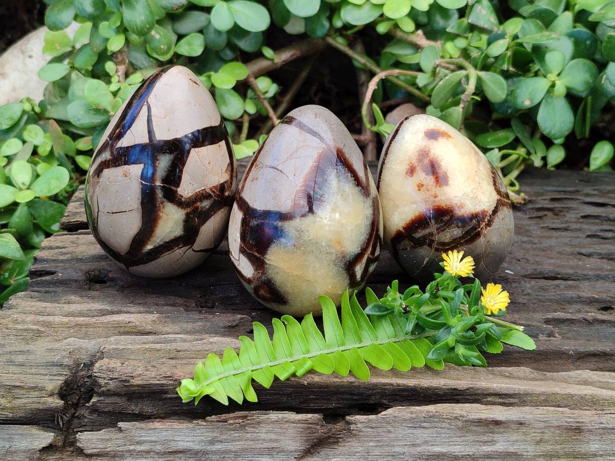 Polished Fossilized Septerye Eggs x 3 From Mahajanga, Madagascar - Toprock Gemstones and Minerals 