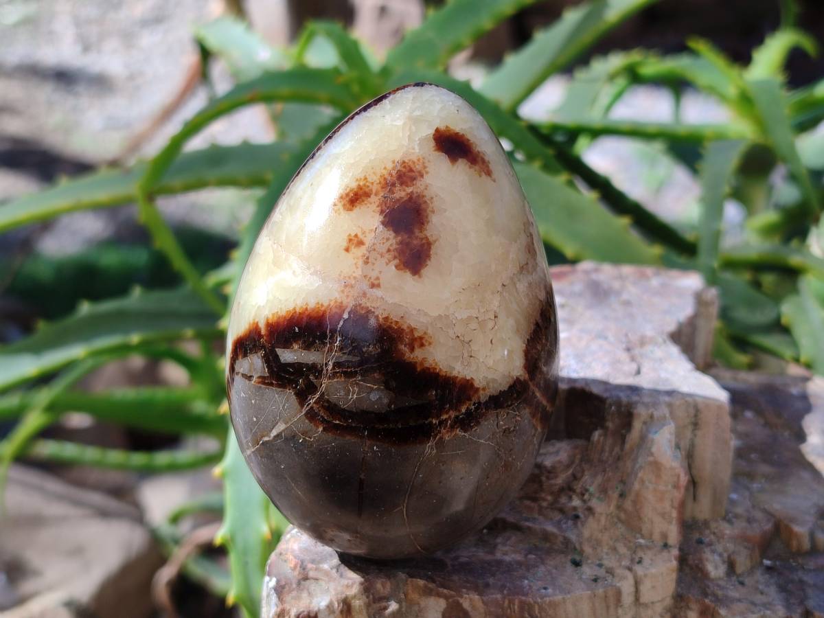 Polished Fossilized Septerye Eggs x 3 From Mahajanga, Madagascar - Toprock Gemstones and Minerals 