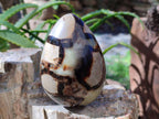 Polished Fossilized Septerye Eggs x 3 From Mahajanga, Madagascar - Toprock Gemstones and Minerals 