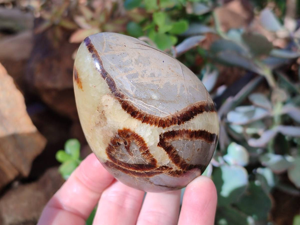 Polished Fossilized Septerye Eggs x 3 From Mahajanga, Madagascar - Toprock Gemstones and Minerals 