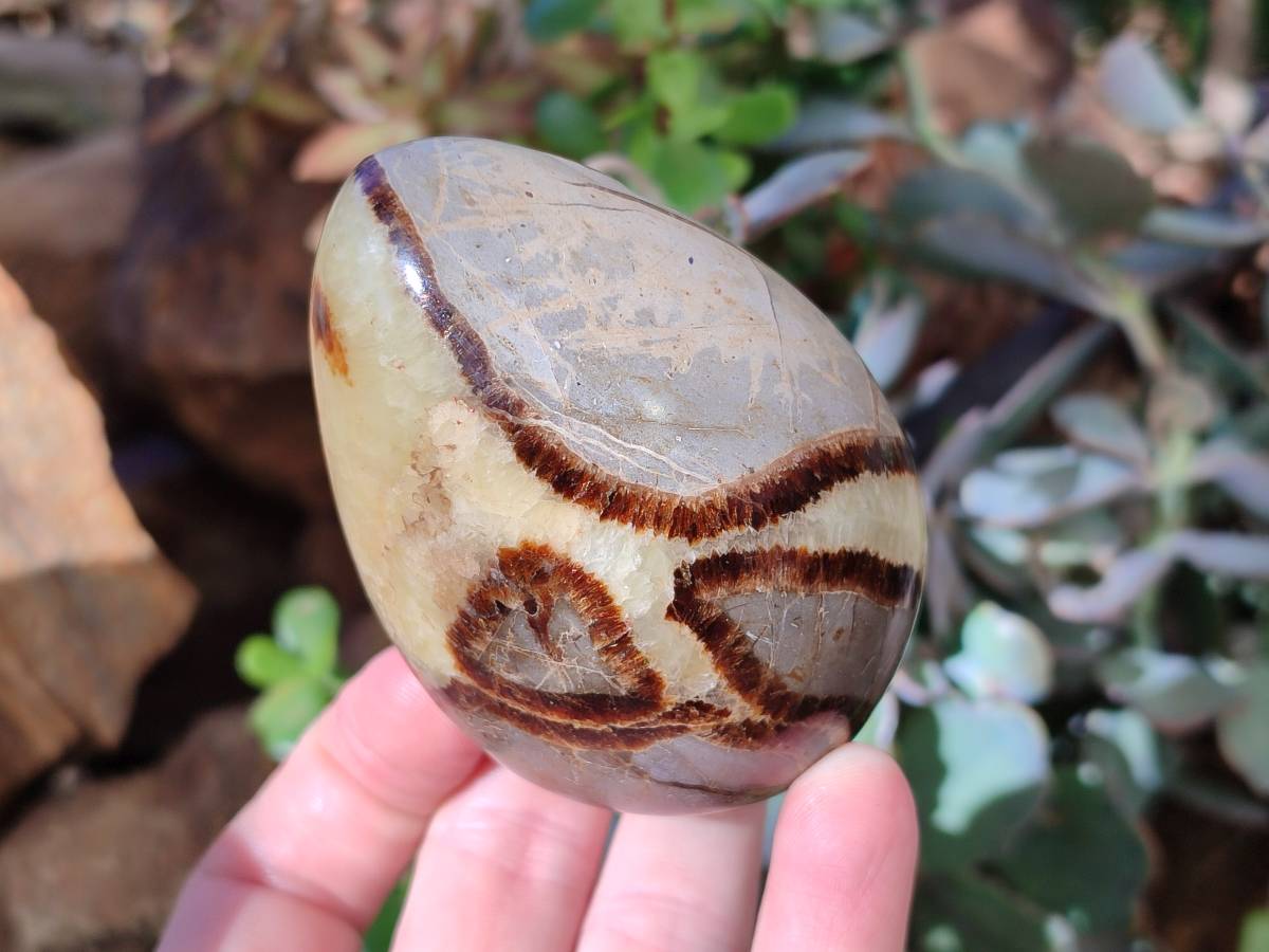 Polished Fossilized Septerye Eggs x 3 From Mahajanga, Madagascar - Toprock Gemstones and Minerals 